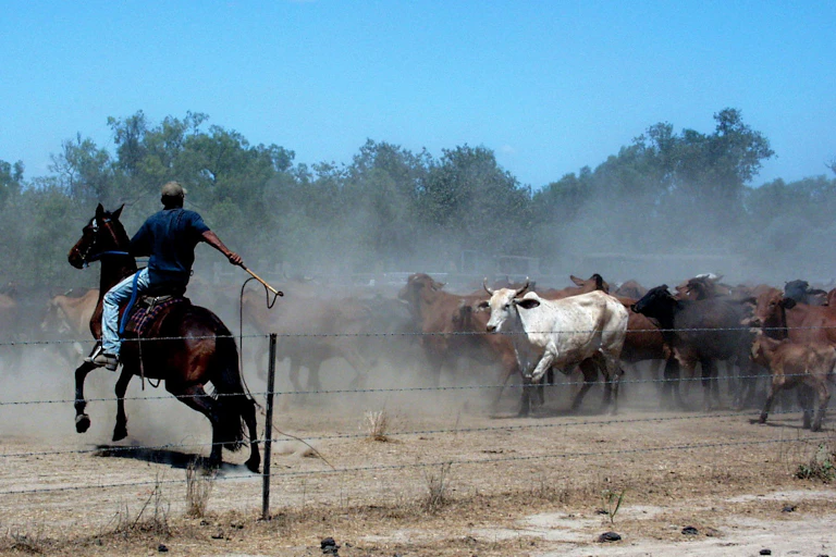 A Delta Downs stockman cracks his whip