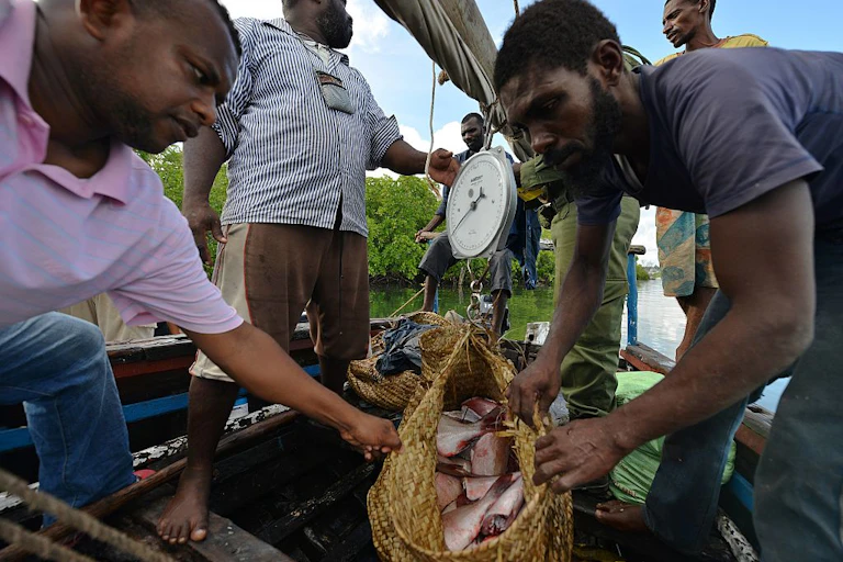 Fishermen weigh a basket full of fish on the beach