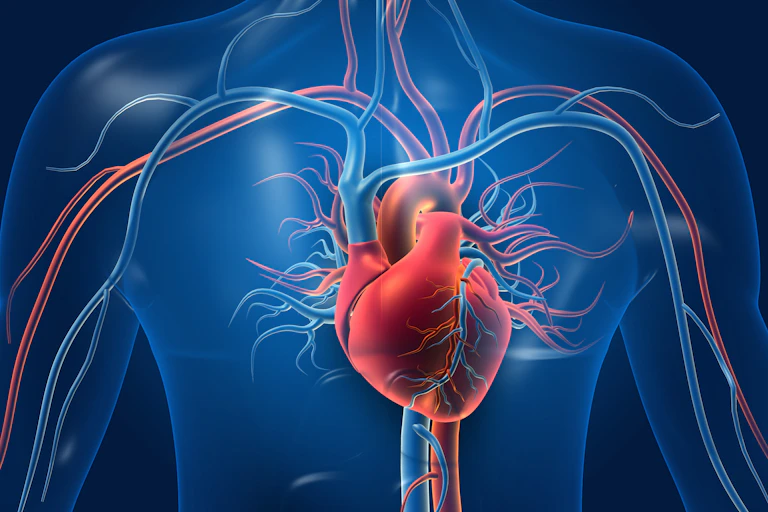 A digital drawing of a human heart inside a person's body.