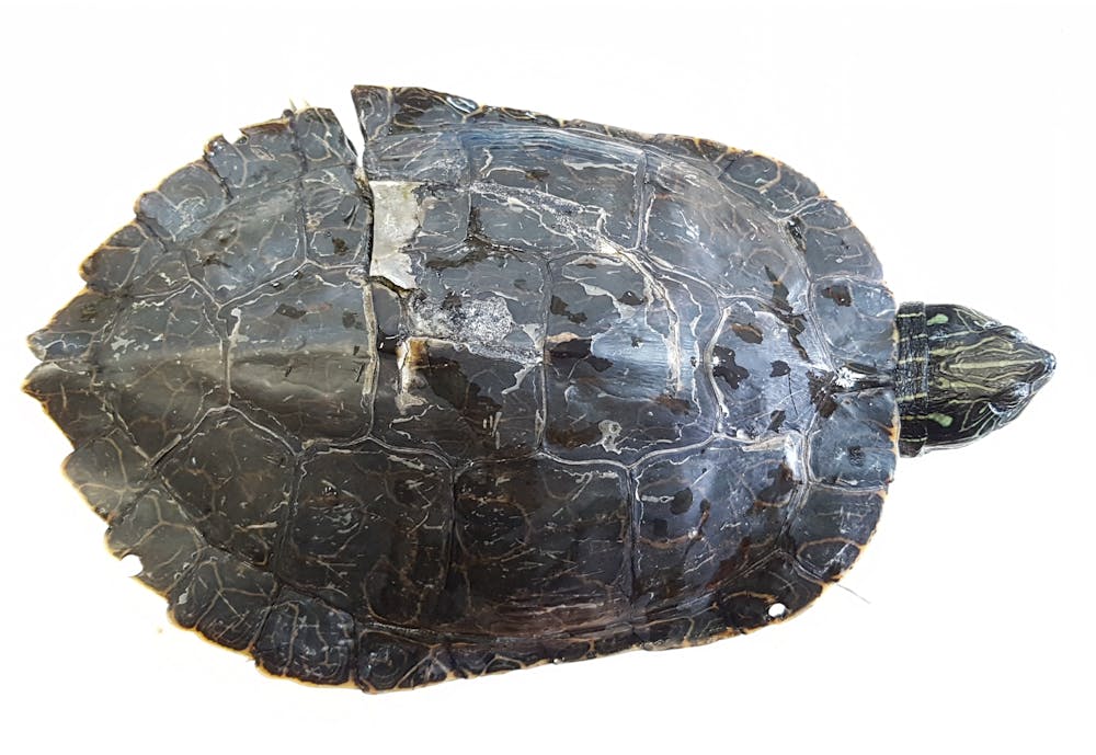 How motorboat collisions are leaving turtles shell-shocked and mutilated