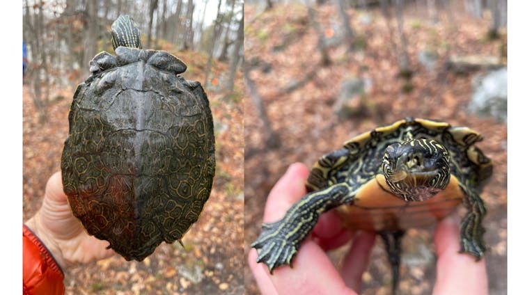 two different photos of a turtle showing shell and face damage from a propeller