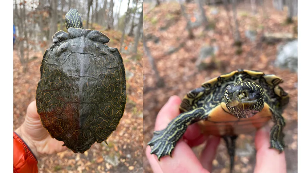 Turtle Exploded How more motorboat collisions are leaving turtles shell-shocked and ...