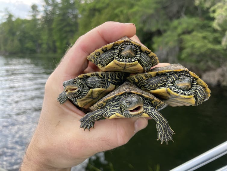 A hand holding four young northern map turtles