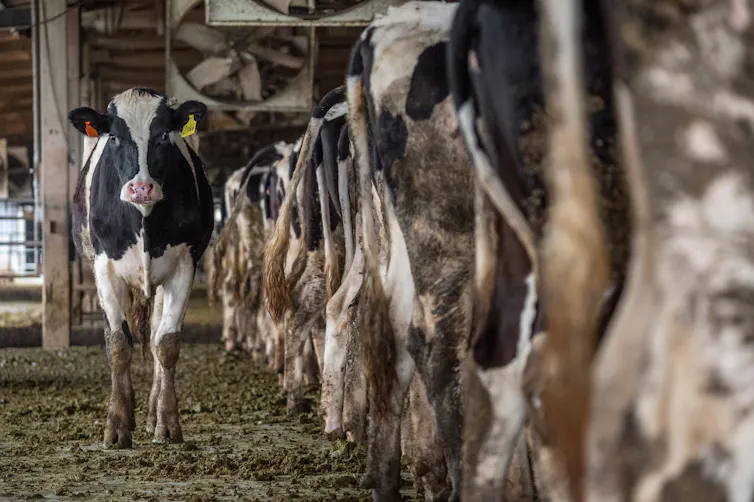 Cows