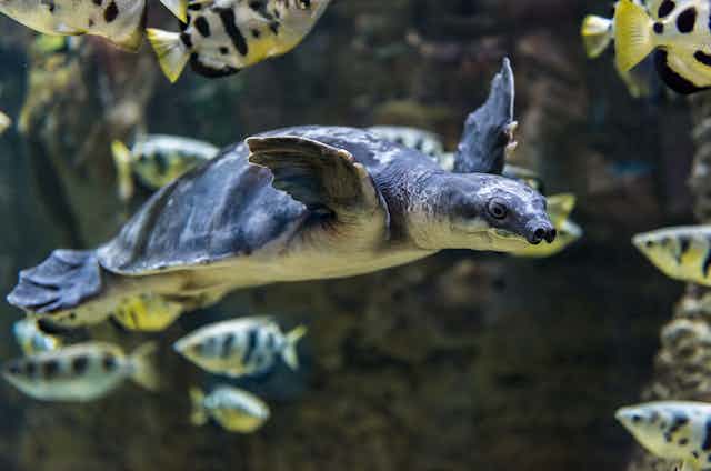 A pig-nosed turtle swimming in the water past some fishes