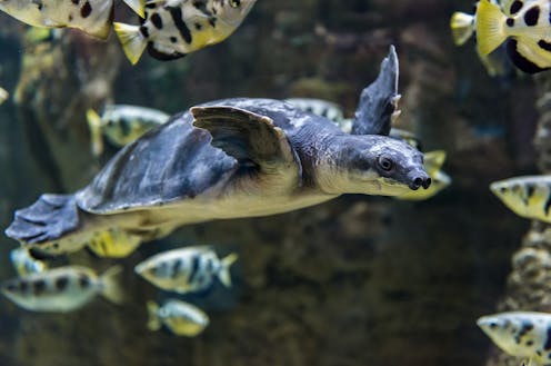 Rare fossil reveals prehistoric Melbourne was once a paradise for tropical pig-nosed turtles