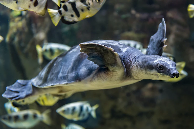 A pig-nosed turtle swimming in the water past some fishes