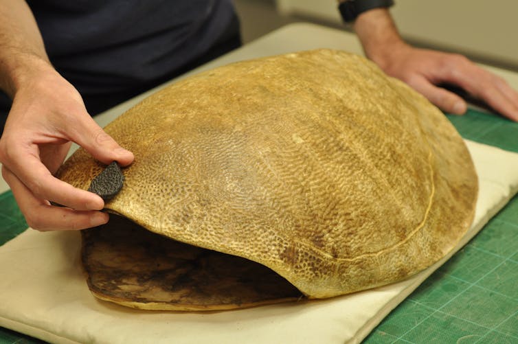 Fossil held next to the shell of a modern pig-nosed turtle