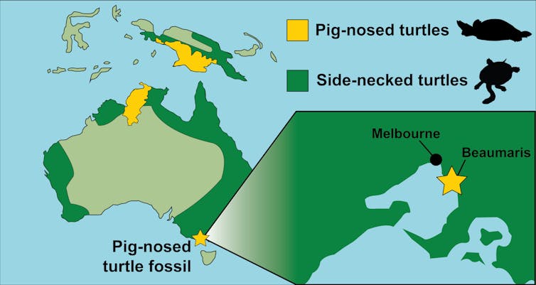 Map showing distribution of pig-nosed and side-necked turtles