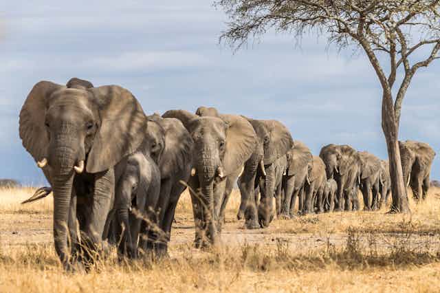 A procession of African elephants on the Savannah.