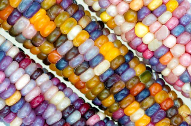 Close-up view of rainbow-coloured maize variety