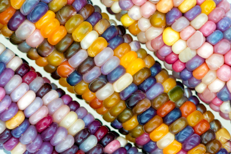 Close-up view of rainbow-coloured maize variety