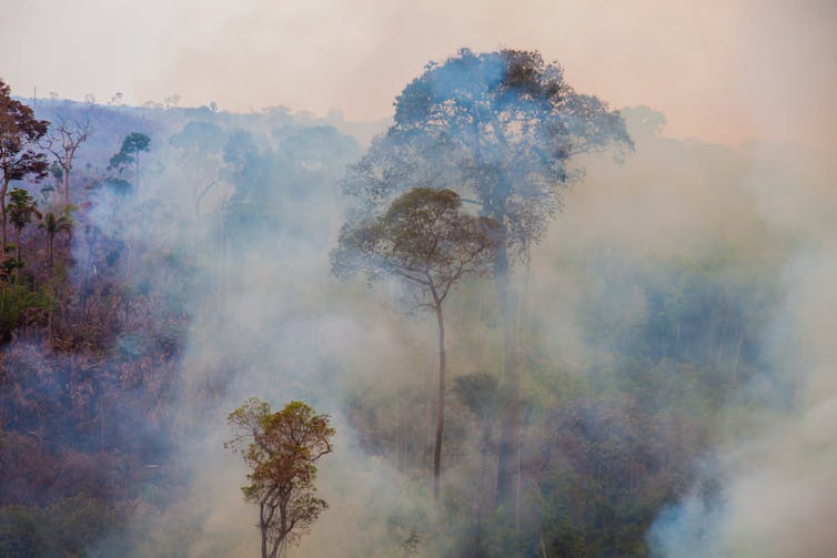 Smoke billows around a tall tree in a tropical rainforest.