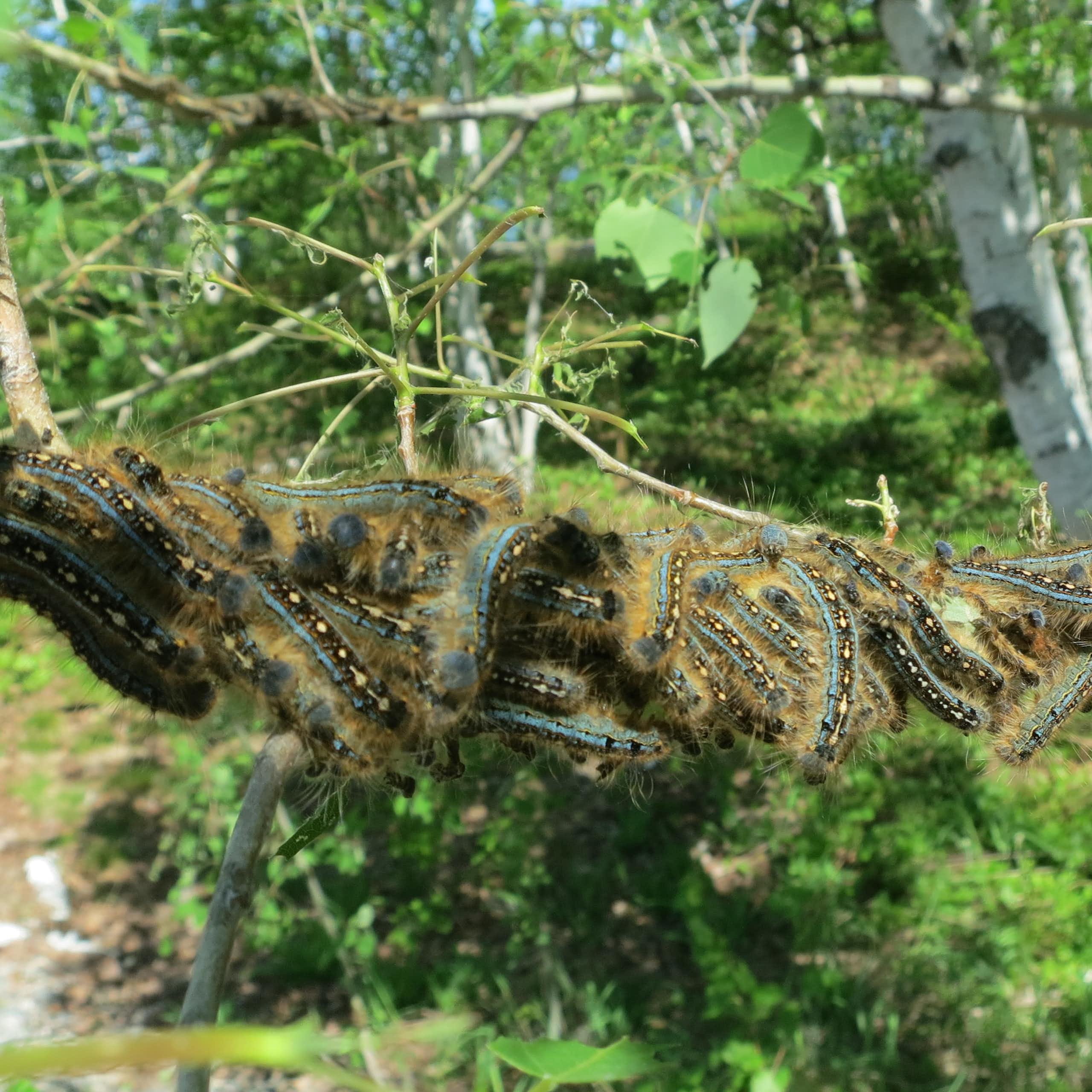 Des chenilles asphyxient une branche d'arbre