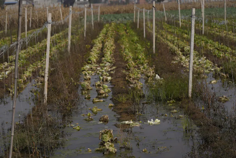 Rows of damaged green vegetables sit in long troughs of water