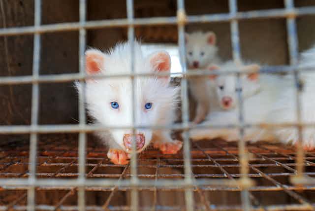 three albino raccoon digs in a cage