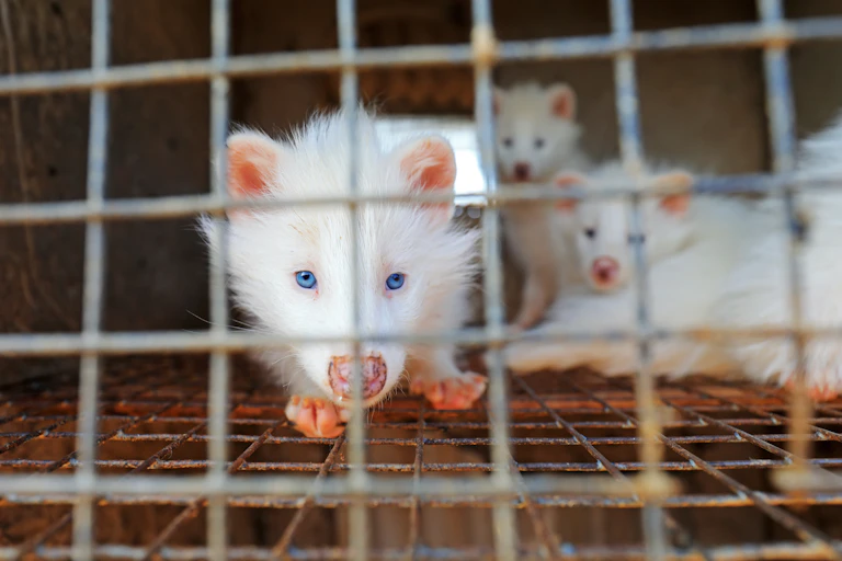 three albino raccoon digs in a cage