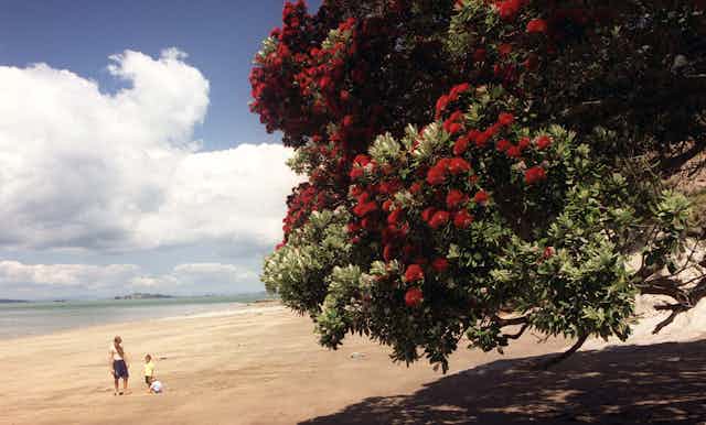 Pohutukawa tree on a beach