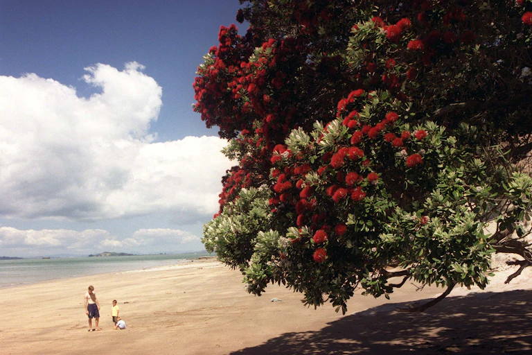 Pohutukawa tree on a beach