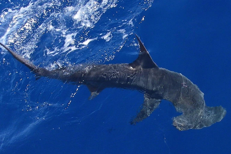Shark at the water's surface, facing downward.