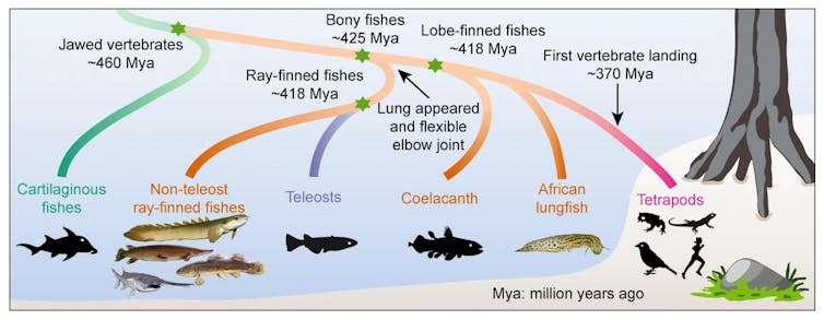Graphic showing vertebrate evolution starting with jawed fish