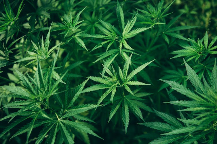 The marijuana plant cannabis.