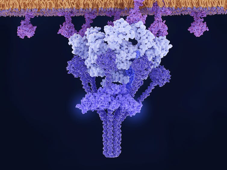 Illustration of IgM bound to antigens on the surface of a membrane and activating the C1 complex of the complement system.