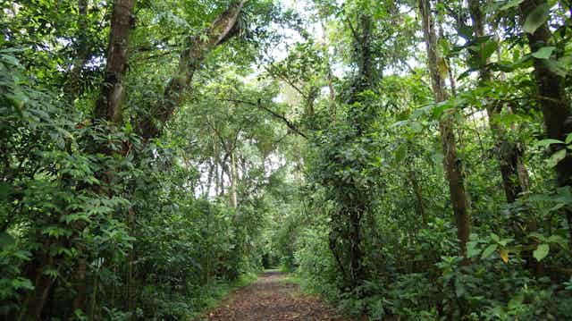 Trail through a tropical forest with tall trees