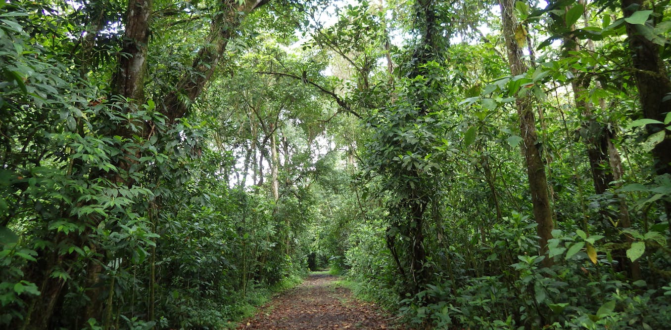 Tropical forests can recover surprisingly quickly on deforested