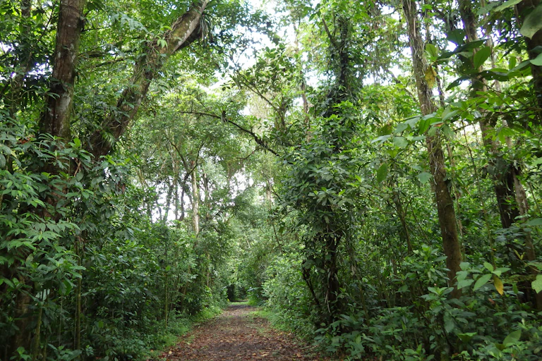 Trail through a tropical forest with tall trees