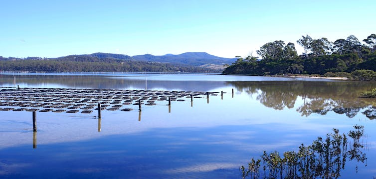 oyster farm in lake in NSW