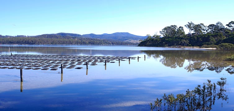 oyster farm in lake in NSW