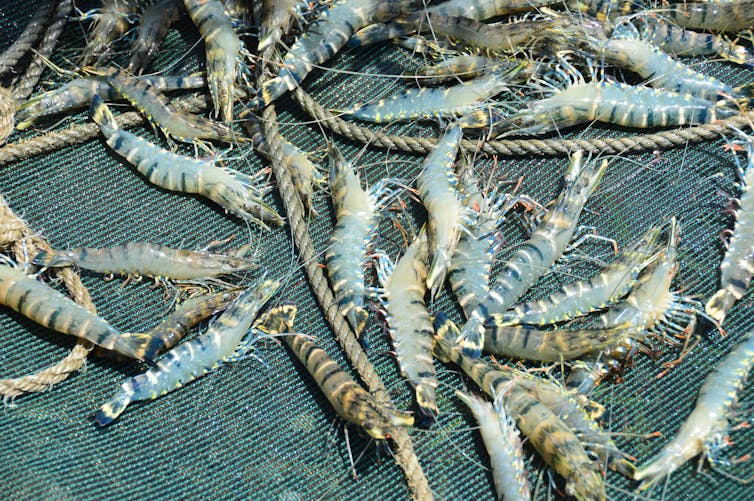 Black tiger prawns caught in a net