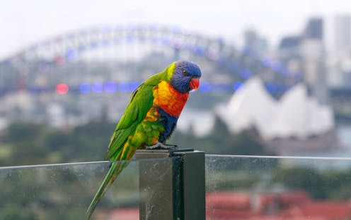 Nature is hiding in every nook of Australia's cities – just look a little closer and you’ll find it