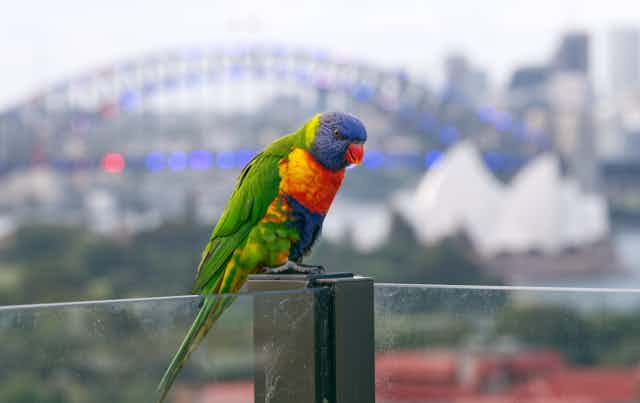Lorikeet in front of Sydney Harbour Bridge