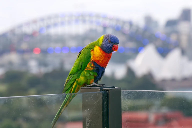 Lorikeet in front of Sydney Harbour Bridge