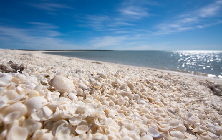 beach made of shells