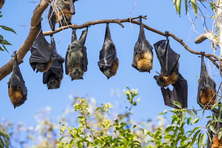 flying foxes hand upside down on branch