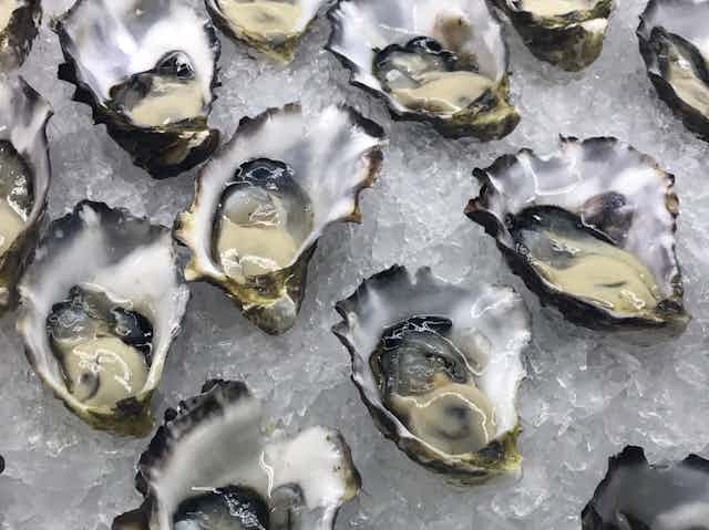 Australian oysters on ice