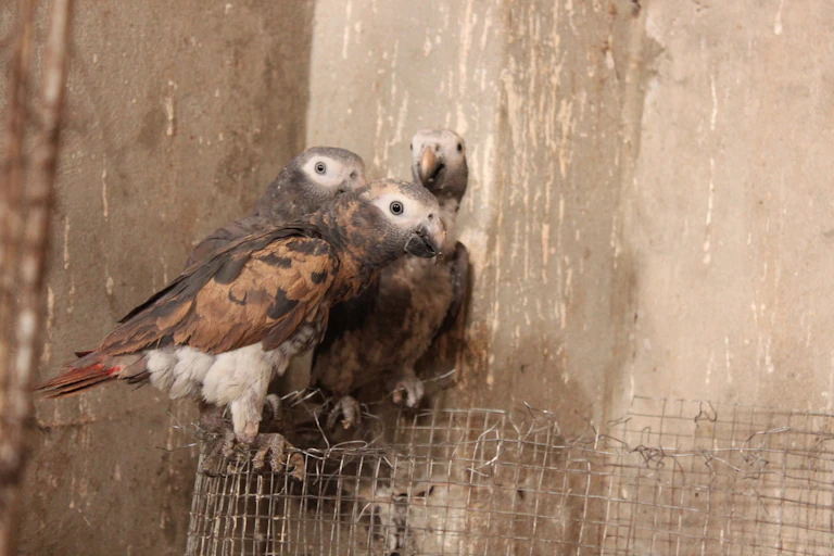 Three birds with grey-brown bodies and grey heads with white stripes across their eyes, huddle together atop mesh wire.