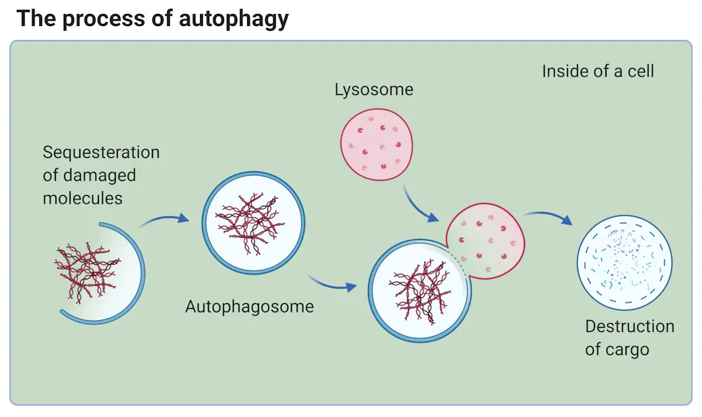 What’s autophagy? It’s the ultimate detox that doesn’t yet live up to ...