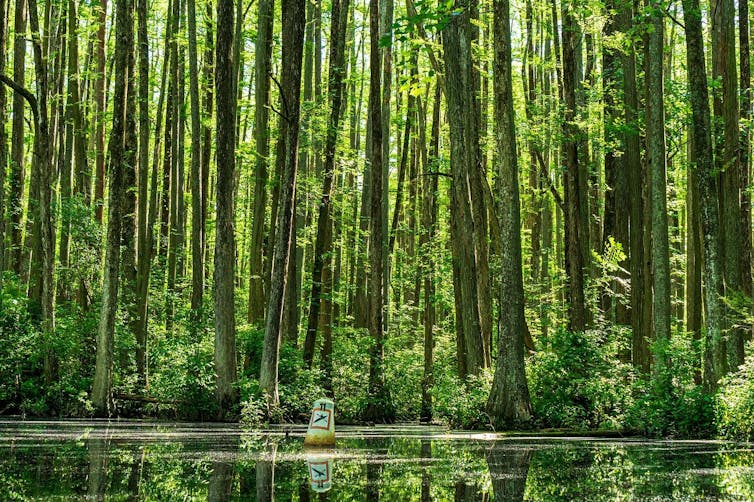 A forest by a body of water