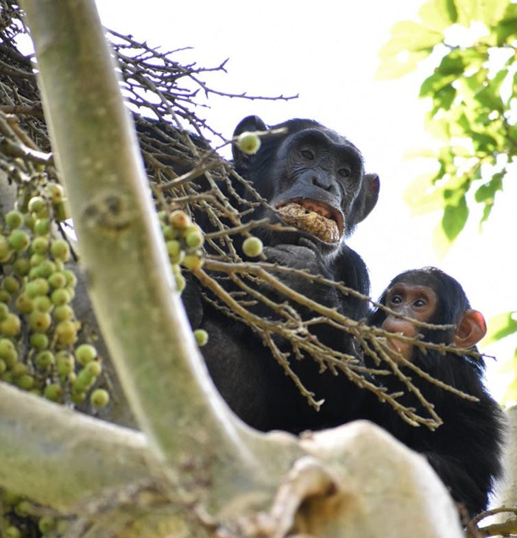 Chimpanzee in Kibale National Park, Uganda, eating figs by creating a wadge in the front of the mouth