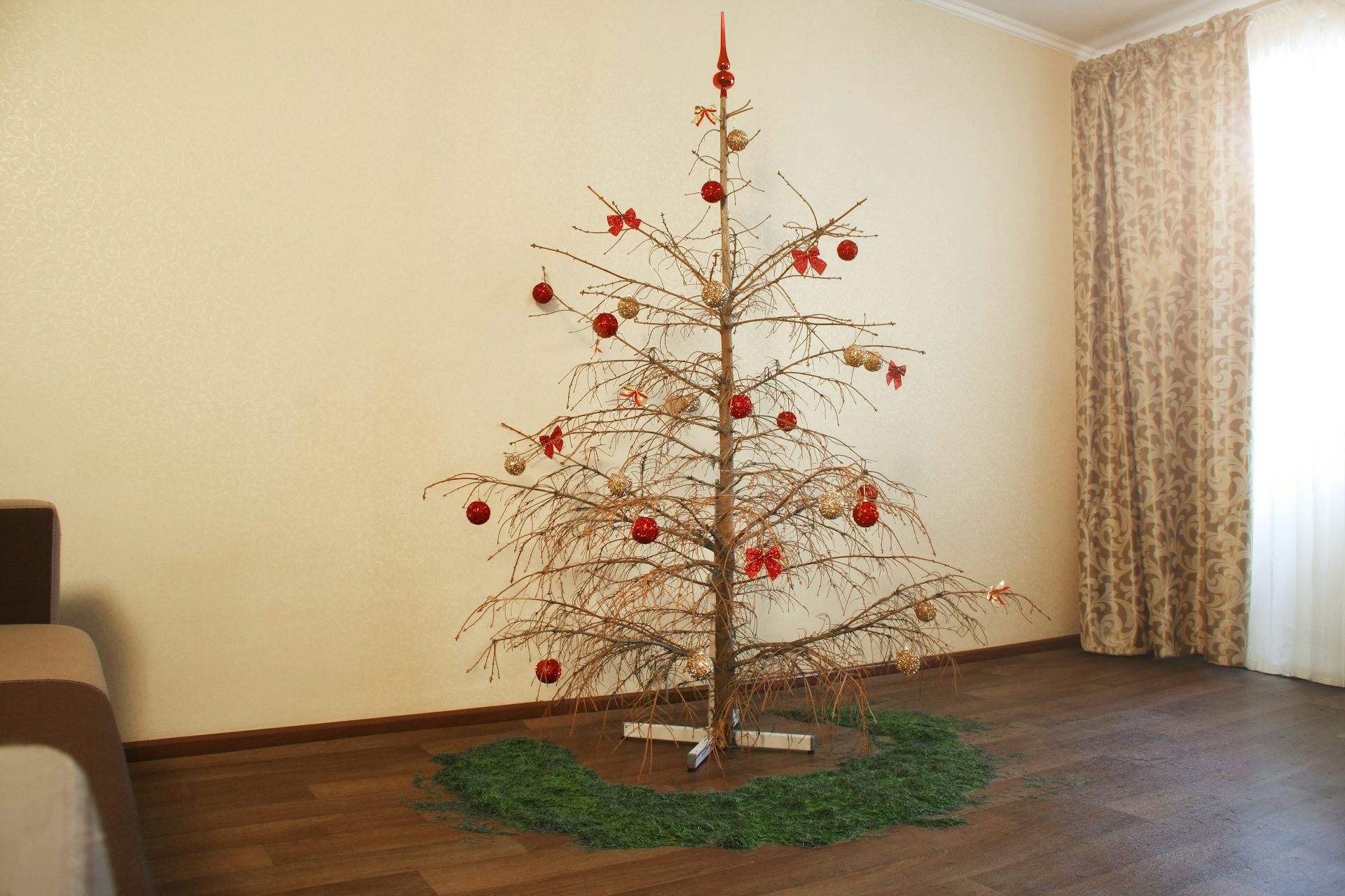 Sustainable Christmas Trees: An Ecologist’s Buying Guide