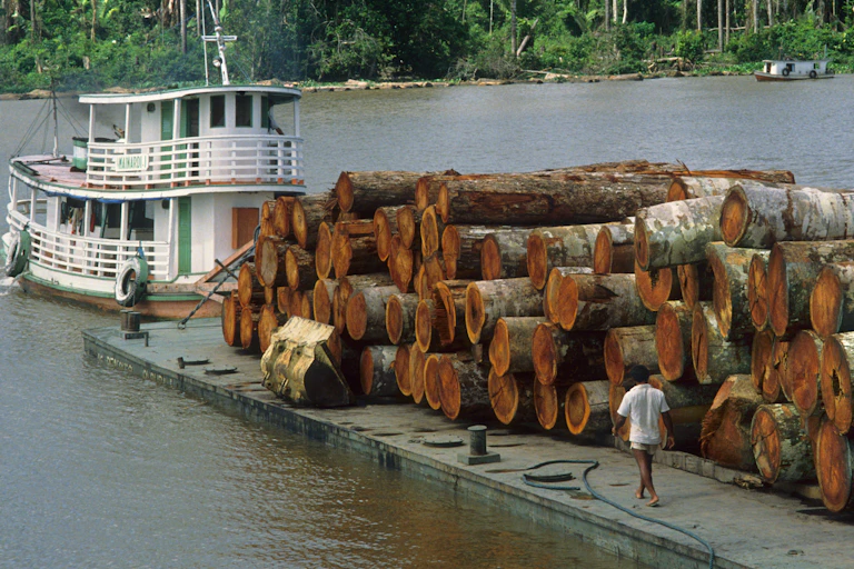 A jetty loaded with logs with tropical forest in the background.