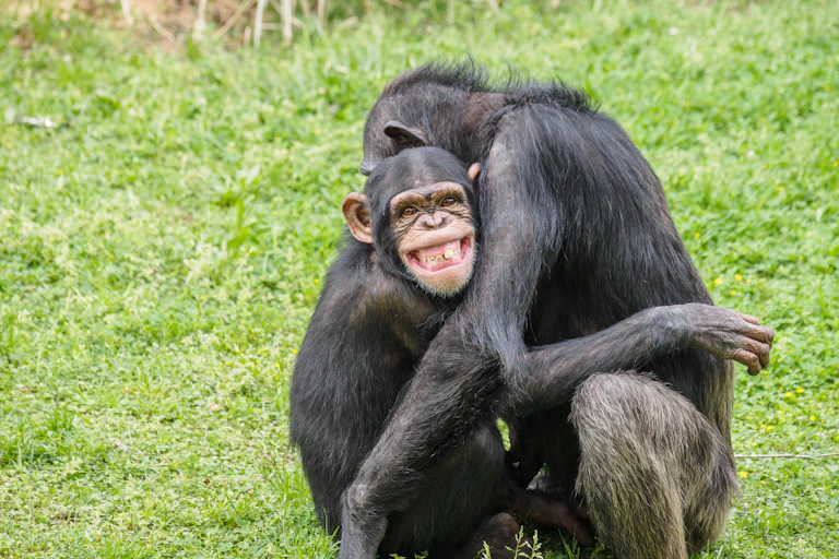 Big toothy smile on young chimp