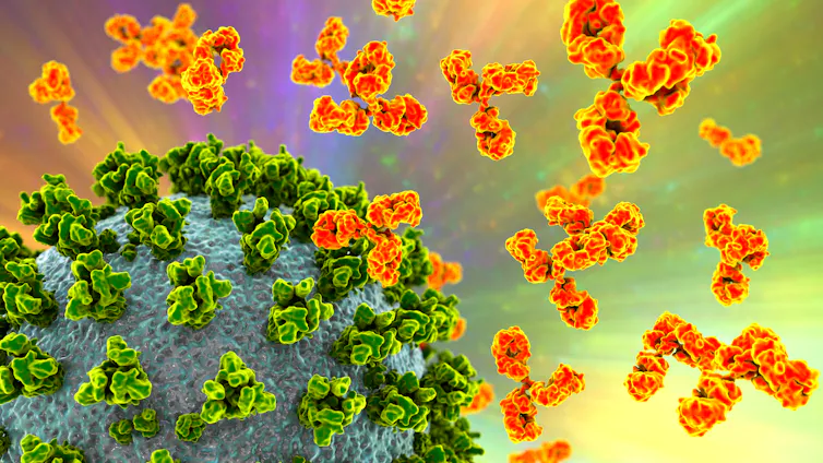 artist's rendition of a virus with antibodies surrounding it