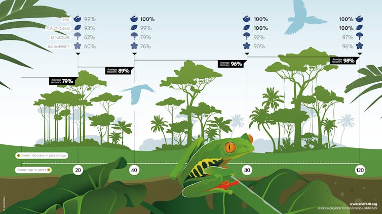 Graphic showing how regrowing forests regain functions over time.