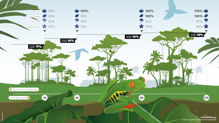 Graphique montrant comment les forêts qui repoussent au fil du temps