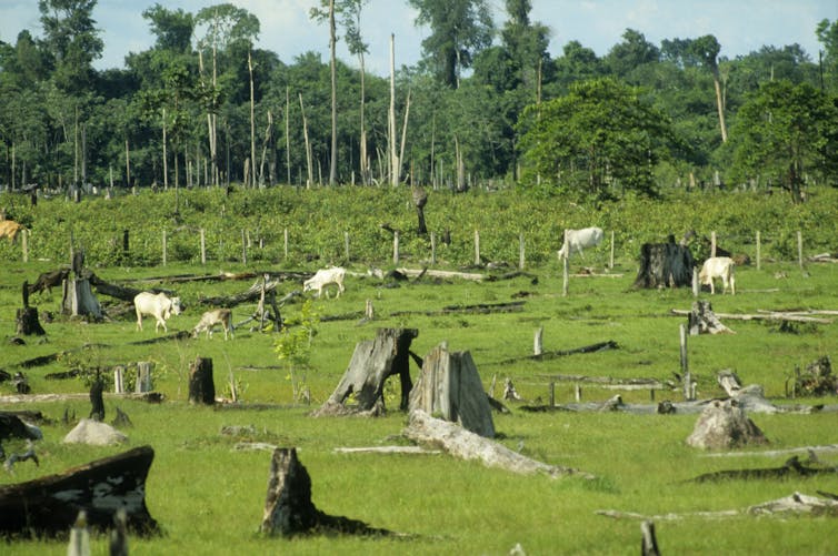 Cattle graze in pasture filled with tree stumps